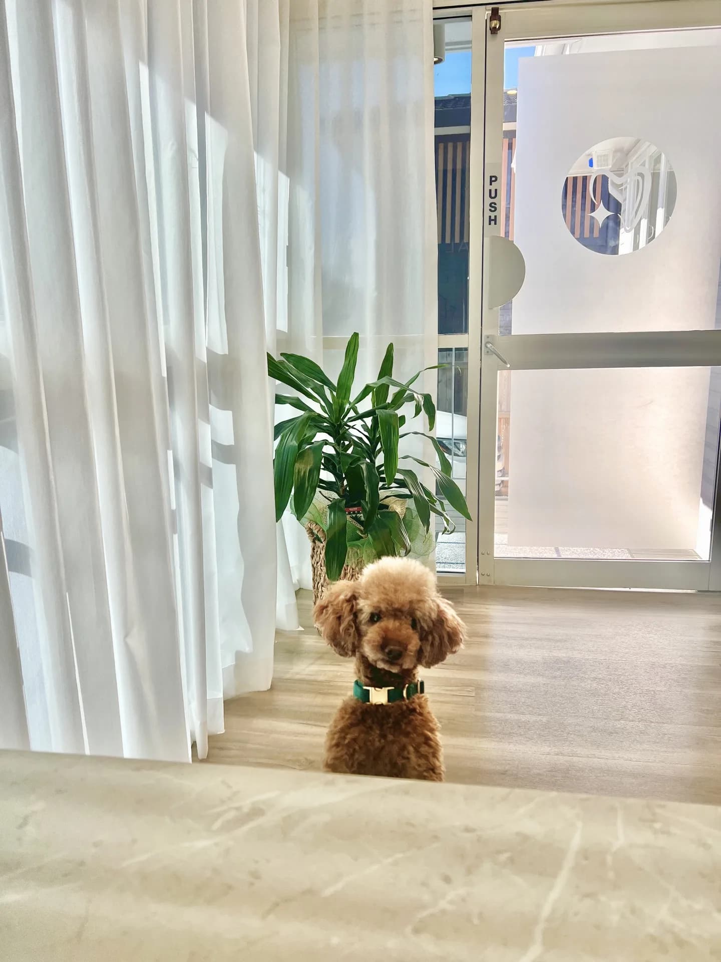 Marley, the LightUP Dental clinic poodle, by the front door