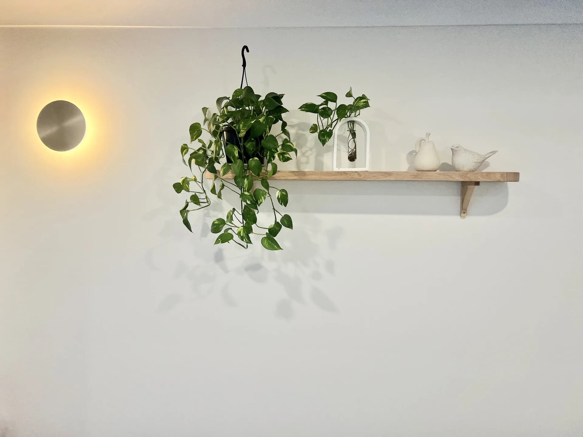 Decorative wall shelf with hanging plant